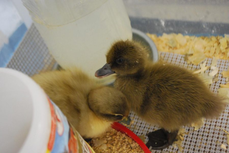 WA makes way for ducklings