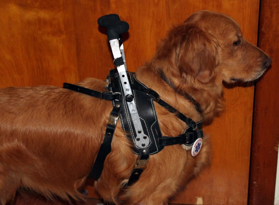 A service dog similar to one Bellemore will receive.