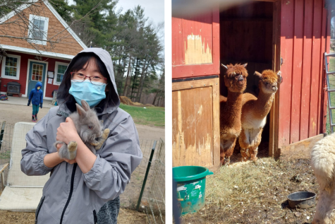Senior Nikita Ang takes care of the bunnies and the alpacas at Westfords Good Pickin Farm during a typical day during her senior capstone.