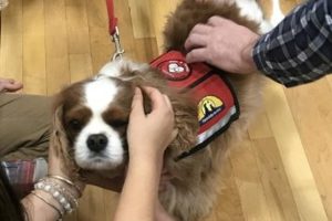 A therapy dog that came to calm WA students during 2020. 
