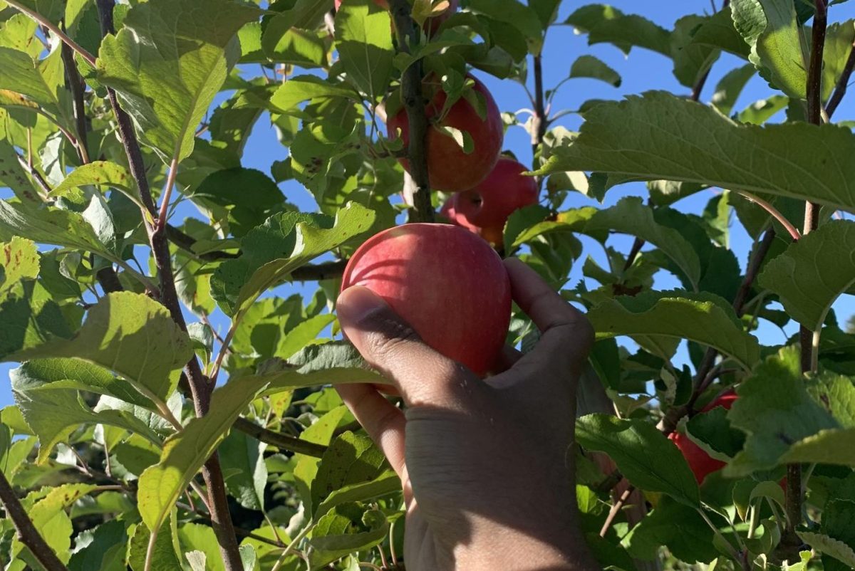 The vibrant Pink Lady apples were very eye catching among the darker greens.