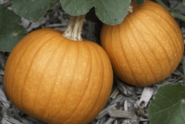 Two pumpkins growing from the same stem.