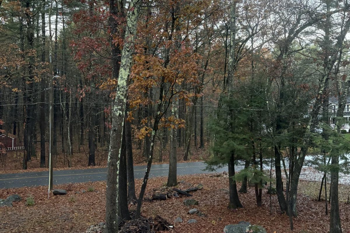 Leaves change on trees as fall continues