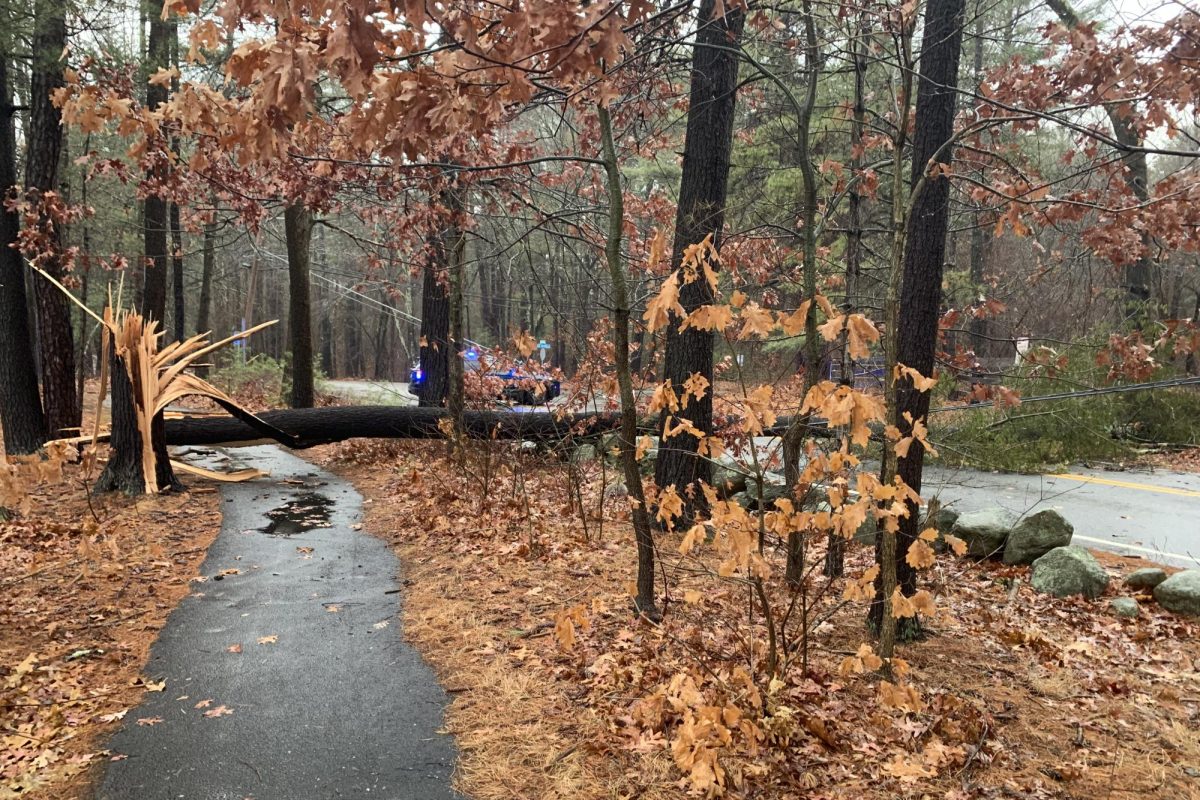 The stump of a fallen tree sits splintered in front of the senior parking lot while its trunk lies across the road.