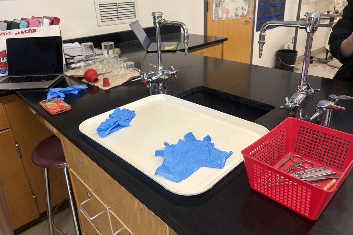 The set up and tools Human Anatomy and Physiology students use when dissecting the pig fetuses.