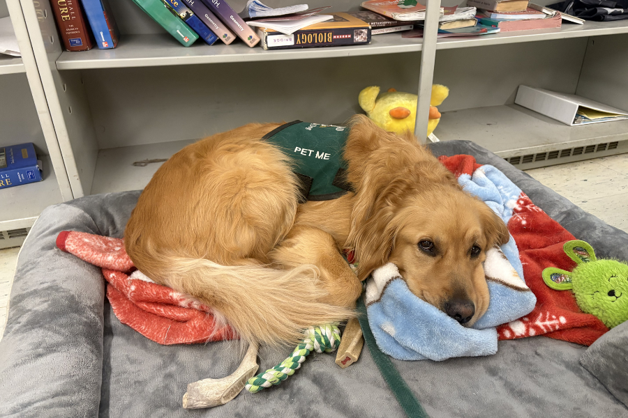 Hamlet cuddled up in his bed.